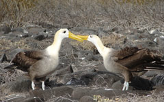 Galapagos Islands holidays - Galapagos Islands wild life