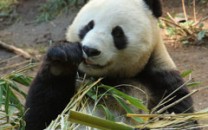 San Diego zoo panda