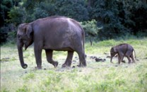 Sri-Lanka Safari