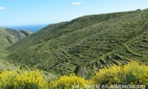 Lavender_fields